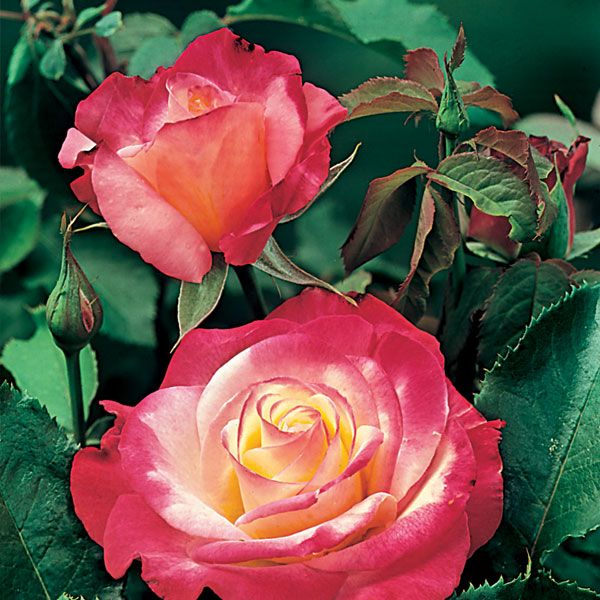 Double Delight Terra Viva Home Garden, Double Delight Roses Nz