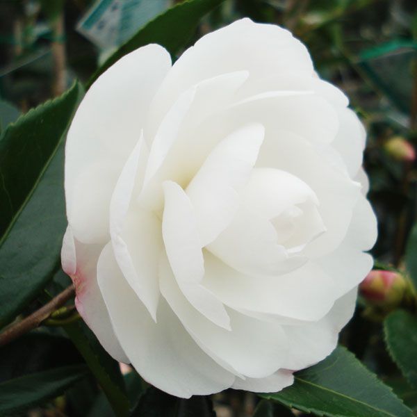 Early Pearly Camellia Sasanqua
