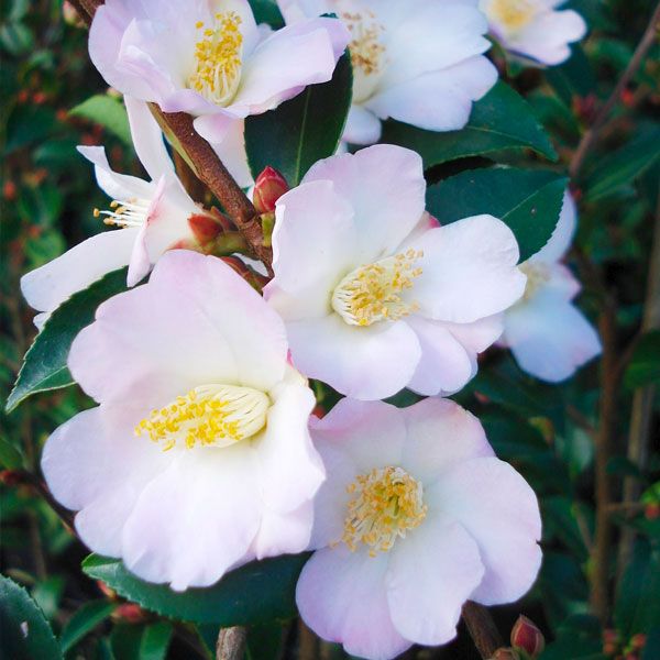 Fairy Blush Camellia