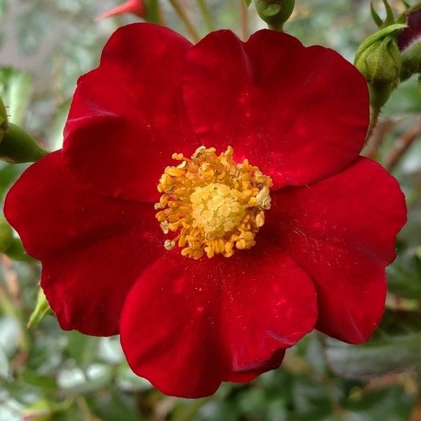 Flower Carpet® Red