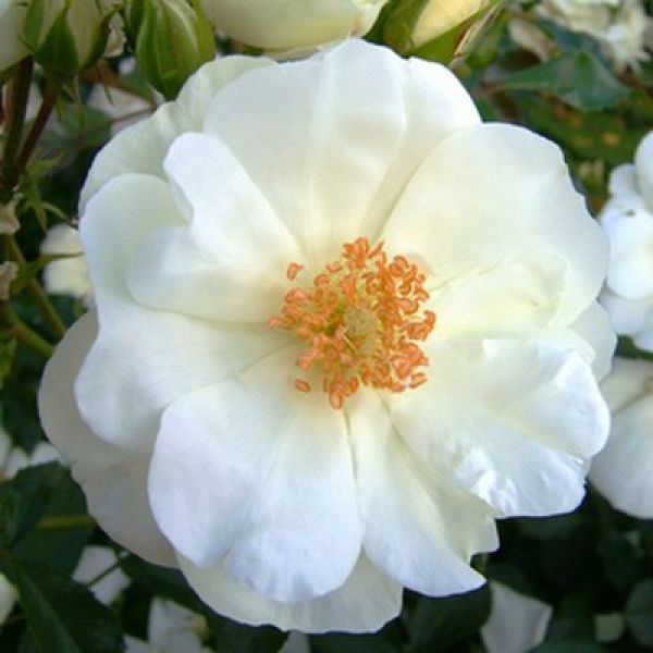 Flower Carpet® White