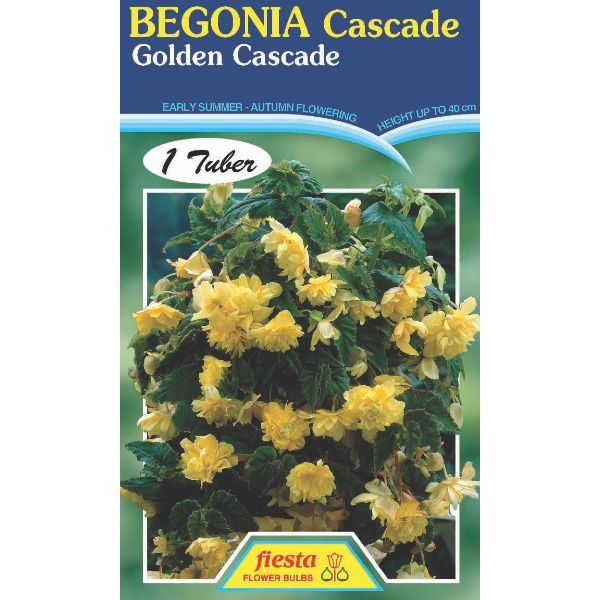Begonia Golden Cascade