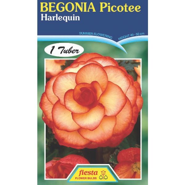 Begonia Harlequin