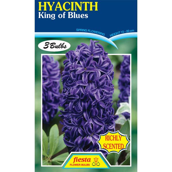 Hyacinth King of Blues