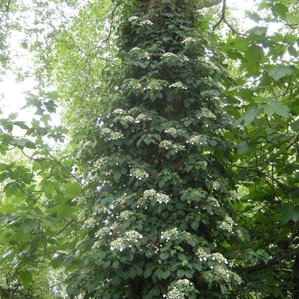 Hydrangea Petiolaris