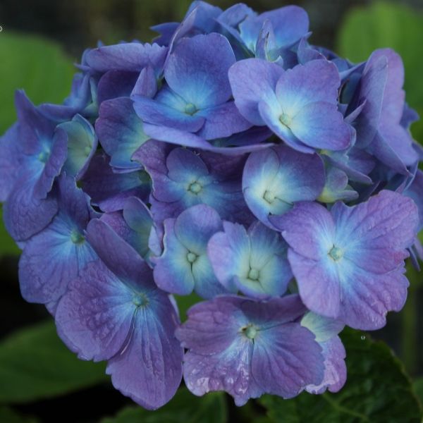 Hydrangea Matilda Gutges