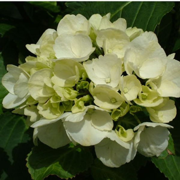 Hydrangea Schneeball