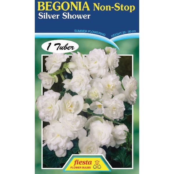 Begonia Silver Shower
