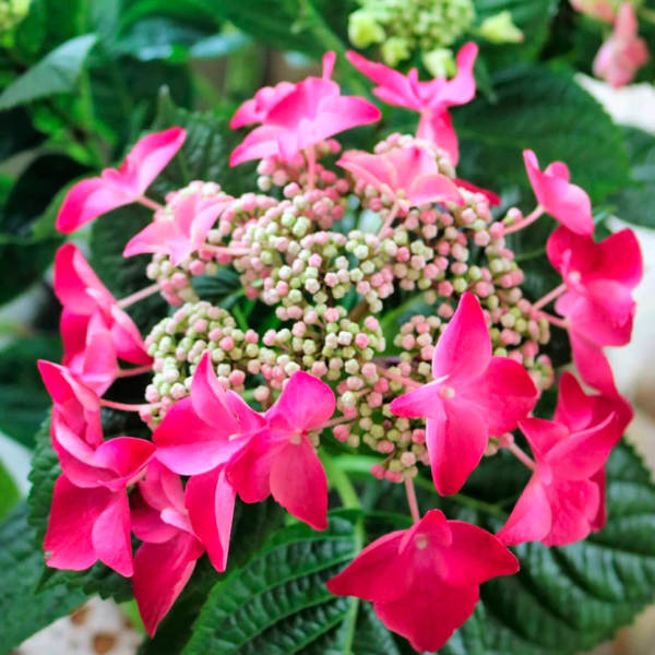 Hydrangea Strawberries and Cream