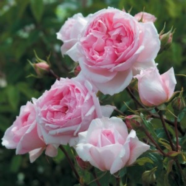 The Wedgewood Rose (Ausjosiah)