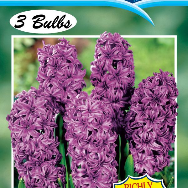 Hyacinth DOUBLE Twin Sensation