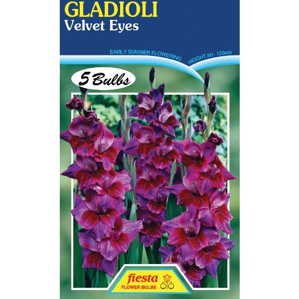 Gladioli Velvet Eyes
