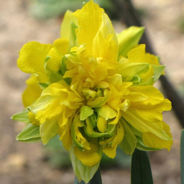 Daffodil Von Sion