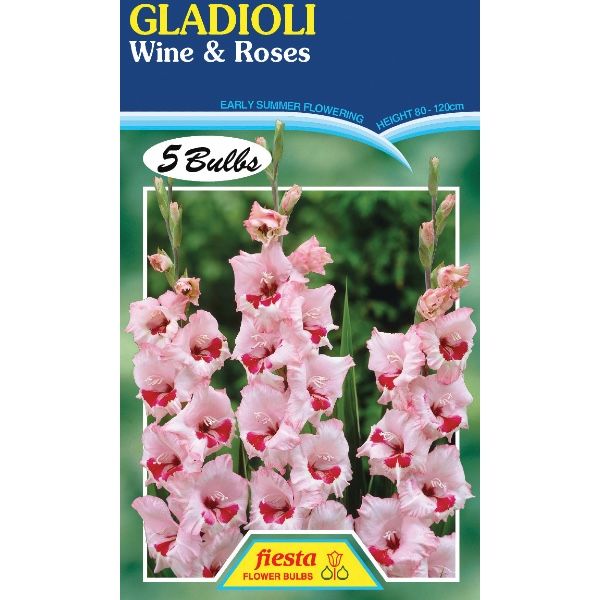 Gladioli Wine and Roses