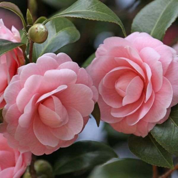 Camellias