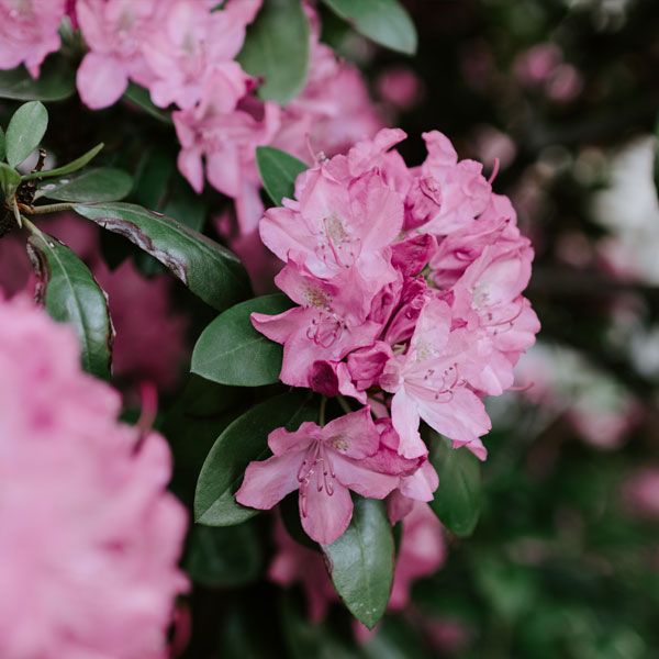 Rhododendrons