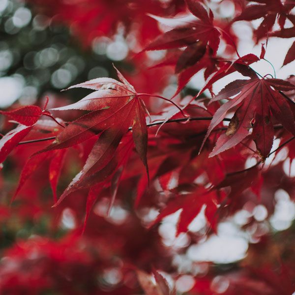 Ornamental Deciduous Trees