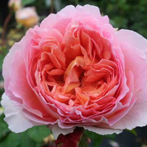 Abraham Darby