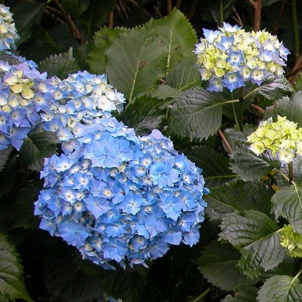 Hydrangea Altona