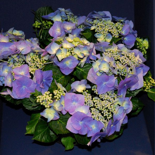 Hydrangea Blueberries and Cream