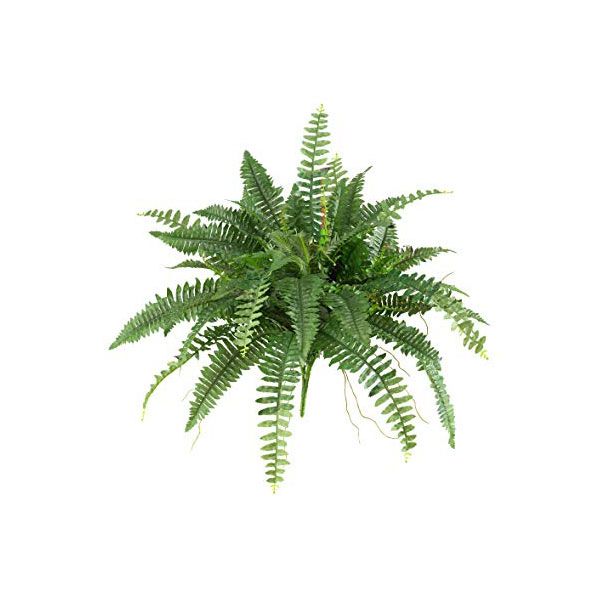 Boston Fern