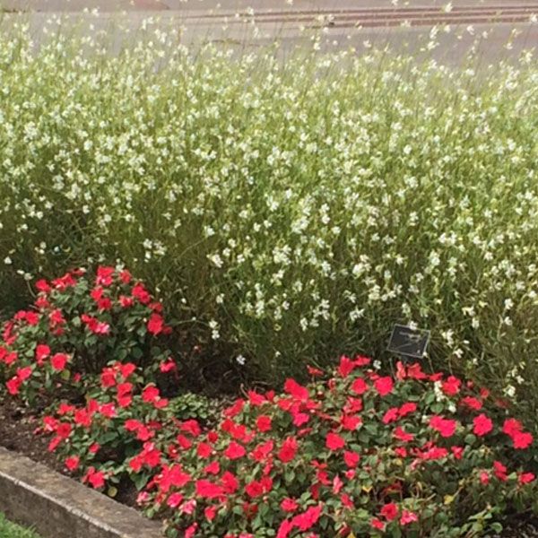 Butterfly Bush - Gaura So White