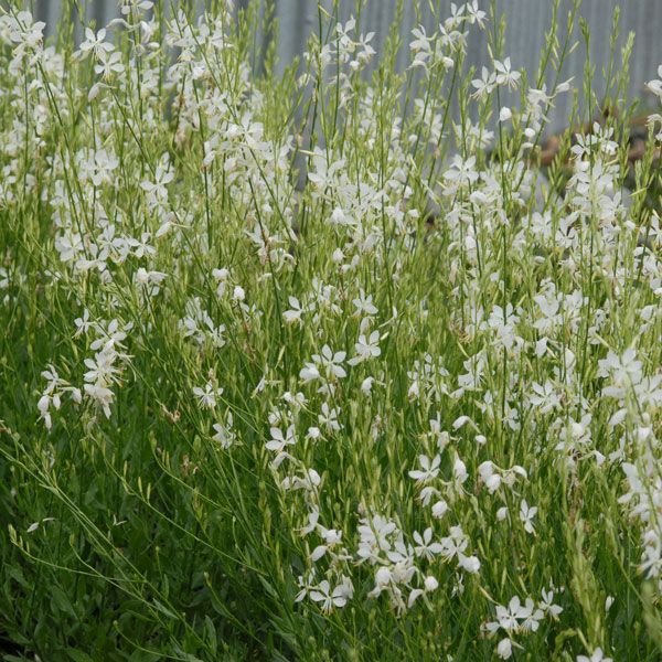 Butterfly Bush - Gaura So White