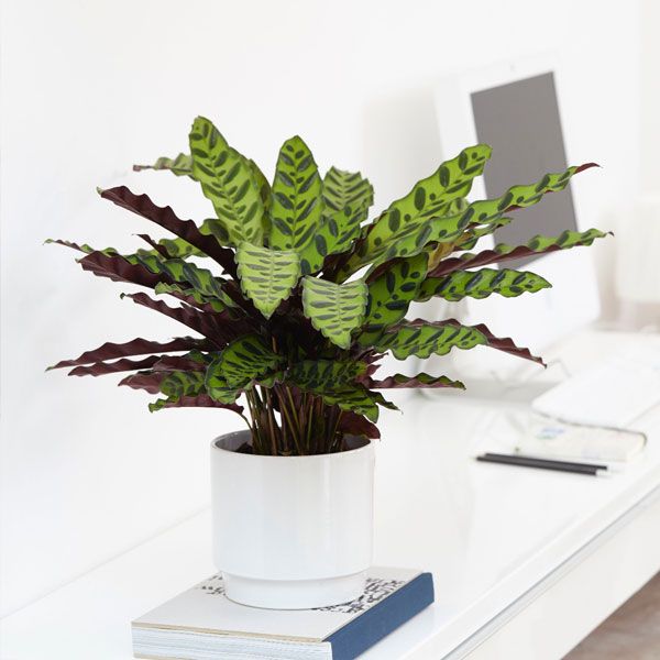 Calathea