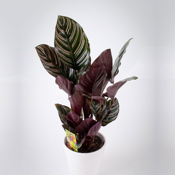 Calathea