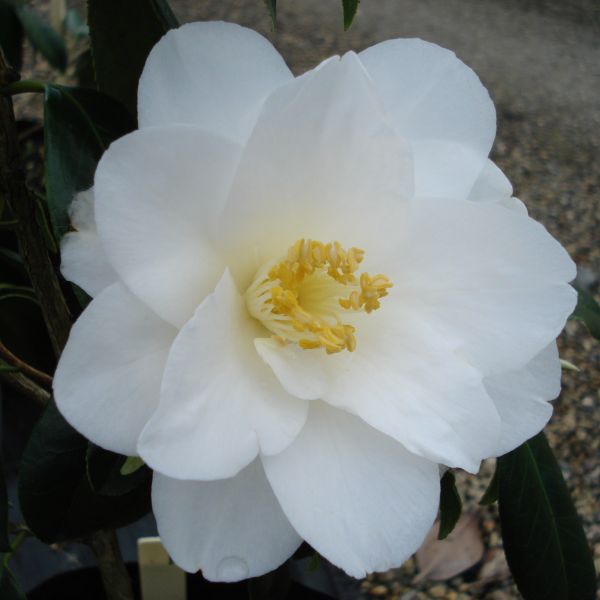 White Hibiscus