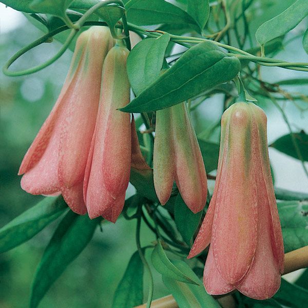 Chilean Bell Flower