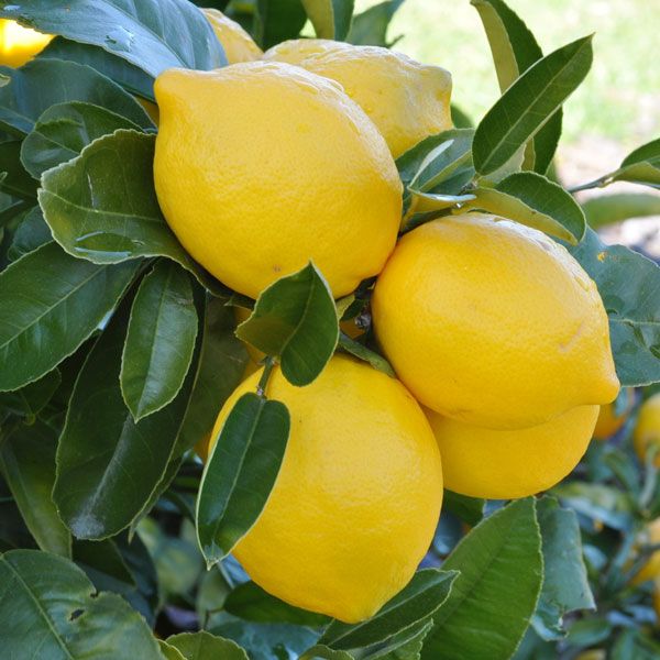 Citrus Lemon Meyer