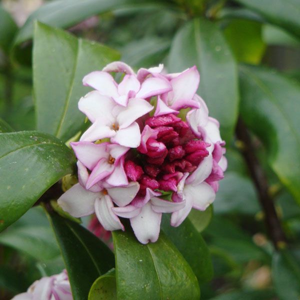 Daphne Leucanthe