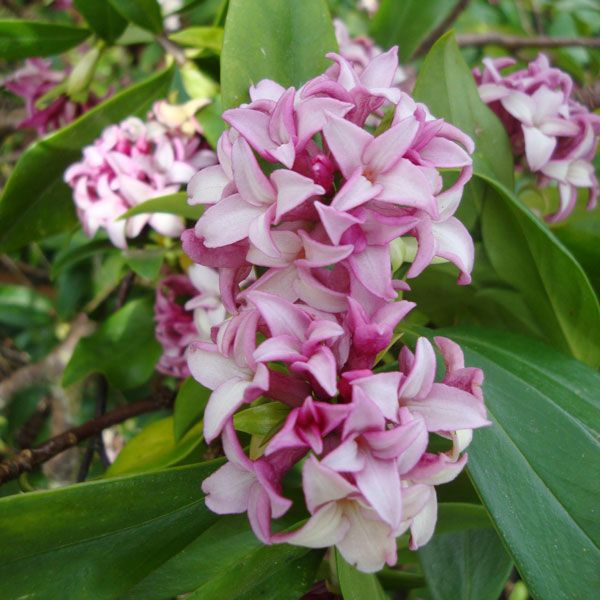 Daphne Leucanthe