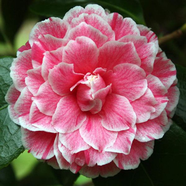 Eleanor Mccown Camellia