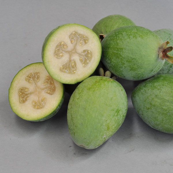 Feijoa Unique