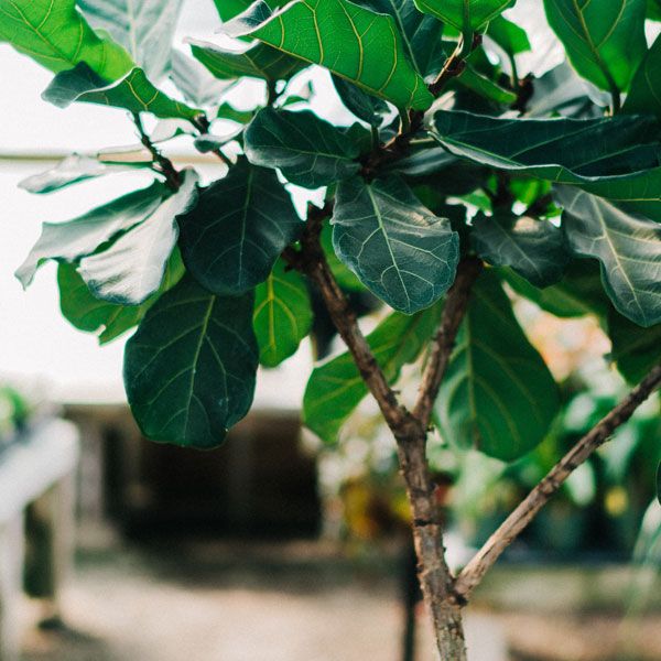 Fiddle Leaf Fig