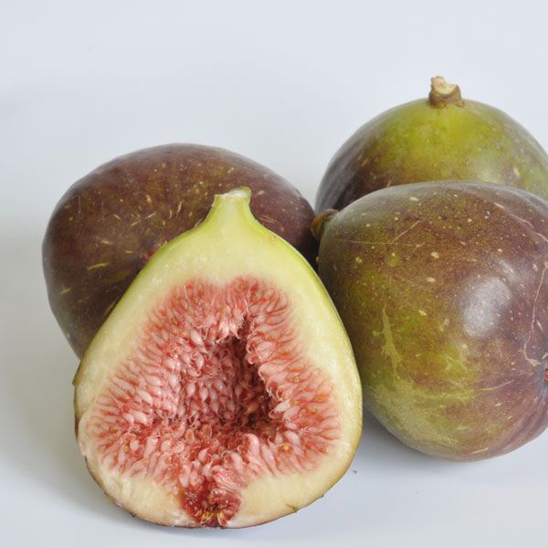 Fig French Sugar