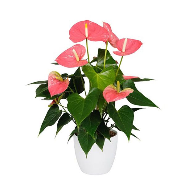 Flamingo Flower