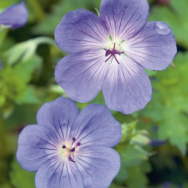 Geranium Rozanne