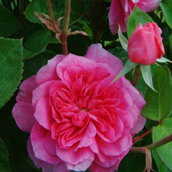 Gertrude Jekyll