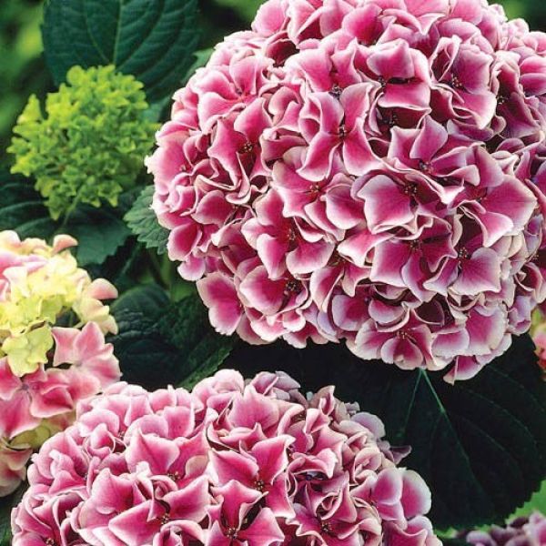 Hydrangea Harlequin