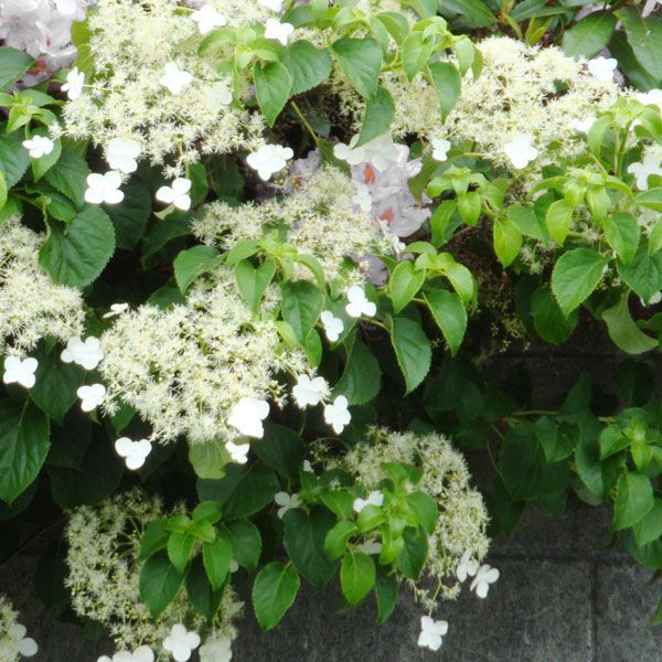 Climbing Hydrangea