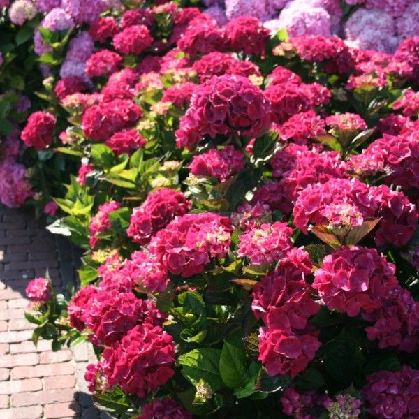 Hydrangea Merveille Sanguine