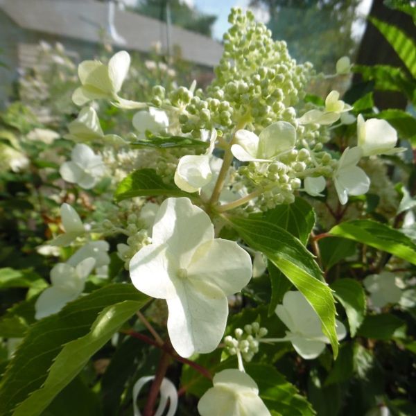 Hydrangea Kyushu