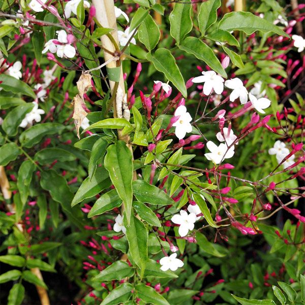 Jasminum Polyanthum