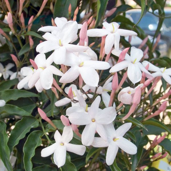 Jasminum Polyanthum