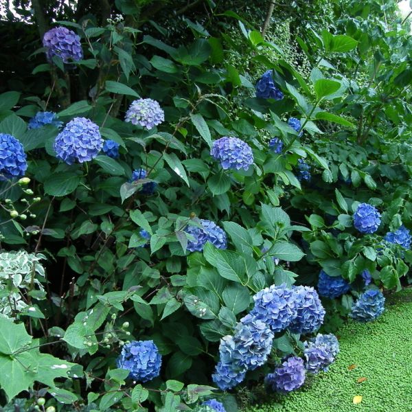 Hydrangea Matilda Gutges