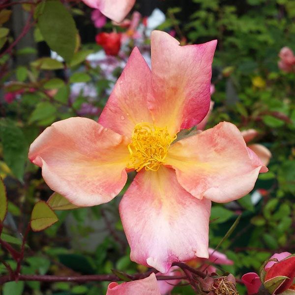 Mutabilis