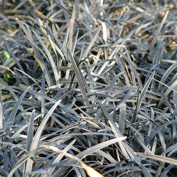 Black Mondo Grass